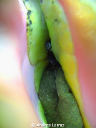 CONCH,Retraction! by Andres Larraz 